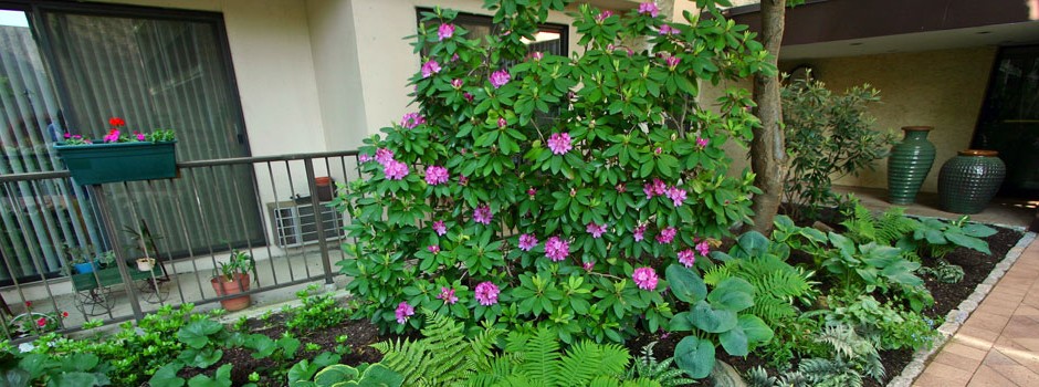 landscaping_at_front_entrance