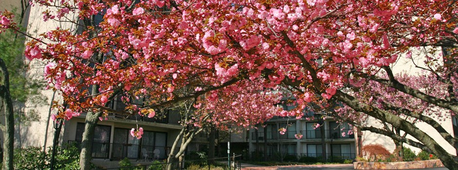 with_cherry_blossoms