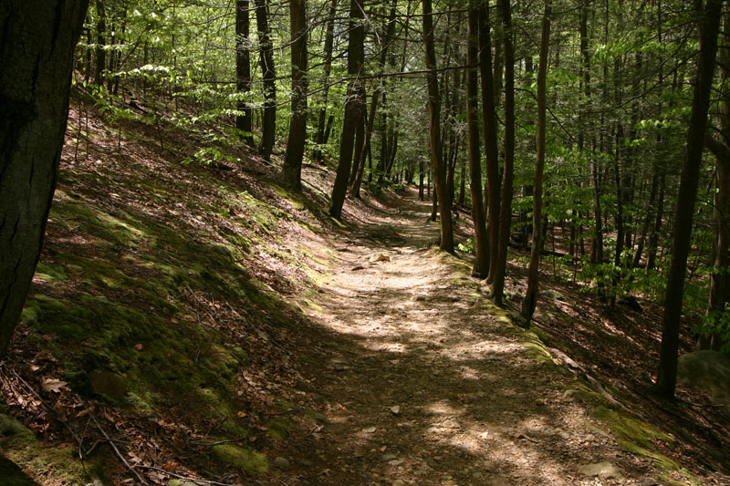 hiking-trail-in-harriman