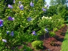 roses-of-sharon-and-hydrangea-garden-near-tennis-courts